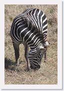 07IntoNgorongoro - 053 * Burchell's Zebra.